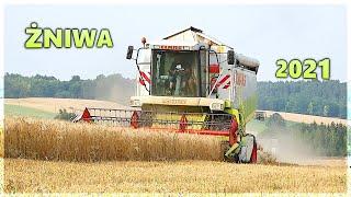 Żniwa pszenicy 2021 cz1 | Claas Lexion 430 | 2x Steyr | Zasław | Barbieri | Massey Ferguson 6455