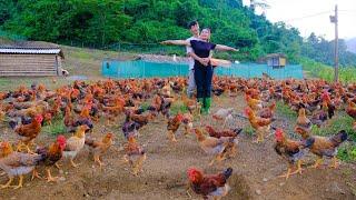 Facing floods! planting Macadamia Trees, Gardening, Harvesting Cabbage, Cooking, Aquaculture