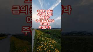 속세를 떠나자 서산 구름따라 노을따라 금의 꽃길을 따라 여러분이 주인입니다 #저녁노을  #꽃길 #금계국