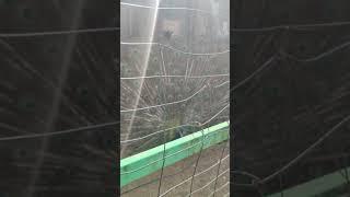 увидела павлина #павлин с хвостом
