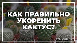 Как правильно укоренить кактус? | toNature.Info