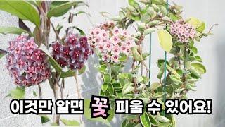 호야 꽃 피우는 방법 총정리 2탄 | 분갈이팁 | 번식법 | 물주기