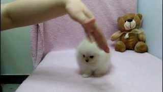 Micro teacup Pomeranian puppies for sale