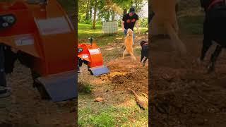 Dog Best Friend
