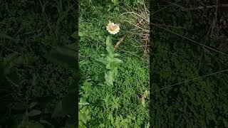 White Zinnia......#nature #flowers #zinnia #garden #music #instrumental #bollywood