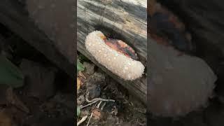 An example of guttation on a #red belted conk bracket #fungus #fungi