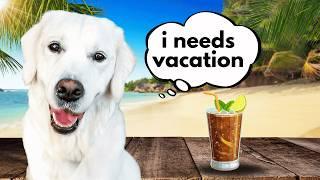 Top 10 DOG FRIENDLY Destinations To Visit in 2025!