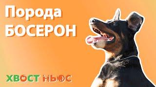Порода босерон