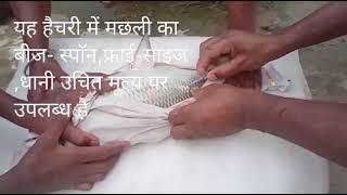 kosi fisheries seeds hatchary.  ova-fish injection inject to katala fish form breeding.