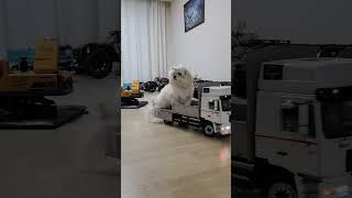 Rc truck RC MAN F2000 RC TRUCK and MALTESE