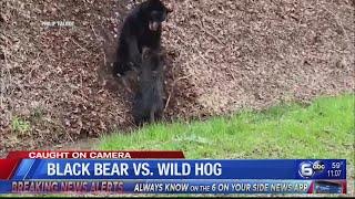 Caught on Camera: Black bear vs. Wild hog