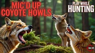 Coyote Whines, Howls, Yelps + Barks Sequence Call For Hunting