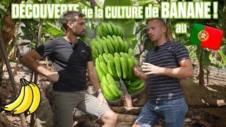  BANANE sur L'ILE DE MADERE au PORTUGAL  + VACANCES 