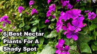 The 6 BEST NECTAR PLANTS For SHADE