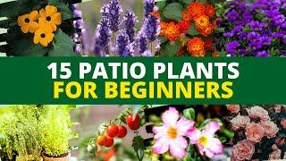 15 Best Patio Plants for Beginners | Best Plants for Patio Garden 