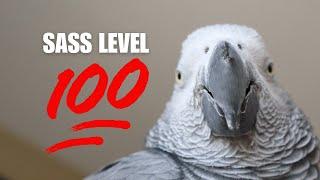 Gizmo the African Grey Parrot is full of Sass!