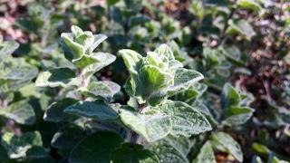 Cutting Fresh Zaatar - Origanum Syriacum - Mid Winter