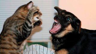 Live like a Cat and Dog / FUN WITH ANIMALS /#23/ funny Cats and Dogs / Funny animals video