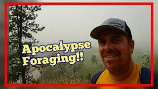 Apocalypse Foraging - Food Security for Free in the Okanagan Valley of the Pacific Northwest