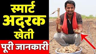 अदरक की खेती कब और कैसे की जाती हैGinger Farming in India | Ginger Cultivation | Indian Farmer