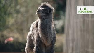 Deux nouvelles petites bosses au ZOO Planckendael : naissance du chameau Zanna