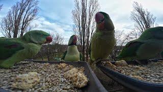 Wilde Fensterbank S01E01: Relaxen mit dem Alexandersittich (Alexandrine parakeet)