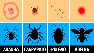 Como Identificar Uma Picada de Inseto e o Que Fazer