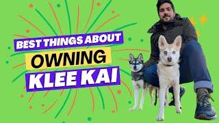 6 Best Things About Owning Alaskan Klee Kai