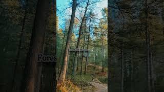 Forest of Murree | Tourism with Nadir