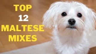 12 Cute Maltese Mix Breeds That will Melt your Heart