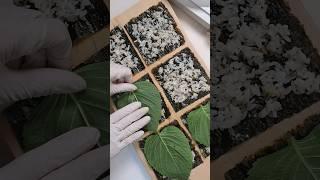 김밥 속재료 딱! 2가지만 넣어보세요  주말 메뉴로 간단해도 맛은 최고 [김밥 만들기, Spicy Gimbap] #shorts