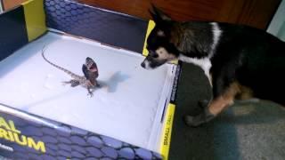 Chihuahua is afraid of young Frilled Lizard