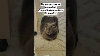 It’s a loaf  with annoying parents