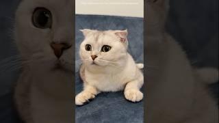 This cat missing her owner