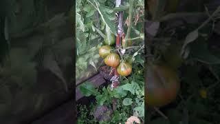 Томат - Красная гвардия