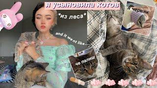 я УСЫНОВИЛА Котов (ИЗ ЛЕСА)))