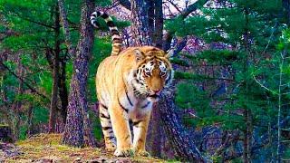 Amur tigers & leopards in the wild! Mammals of the Russian Far East!