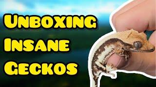 UNBOXING 10 Crested Geckos! -Extreme Harlequins, Tri-Colors, Super Dalmatians, Axanthics, and MORE!