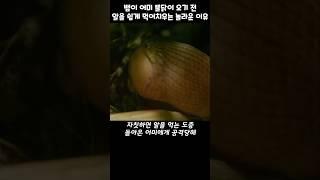 뱀이 알을 통째로 삼키는 영상