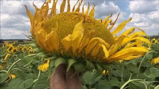 Syngenta Neoma и Alta seeds 158