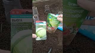 ##Сеем Капусту В Открытый Грунт Под Стаканчики##