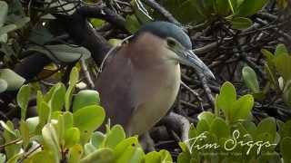 Nankeen Night Heron ( Nycticorax caledonicus)  HD Video 1/1 Australian Bird Media.