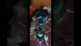 pheidole sp from Africa  Муравьи феидоле пробуют сырое мясо