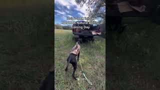 Prepare your bird dog for the Natural Ability NAVHDA Test