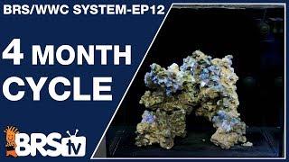 Ep12: The BRS/WWC Hybrid 4-month SPS tank cycle. - The BRS/WWC System