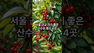 [서울 근교] 가기 좋은 산수유 명소 4곳