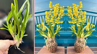 Growing Orchid Flower Oncidium yellow with Rock-Water. Discover SUPER IDEA Amazing Office