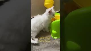 White kitten looking for new home #youtubeshorts #shorts #persiancatslovers