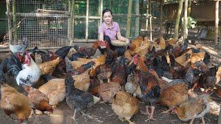 Raising Chickens in the Forest. Build a New Chicken Coop and Grow Vegetables for animal feed