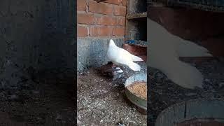 pigeon matting  #treinding #viral #shortsvideo